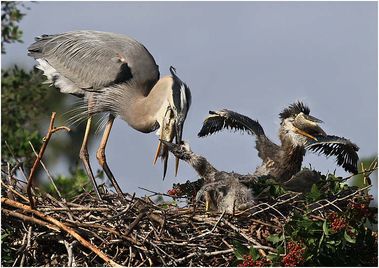 Marco Island 2012 5816 (Great Blue Heron Feeding Chicks)   P O'Malley